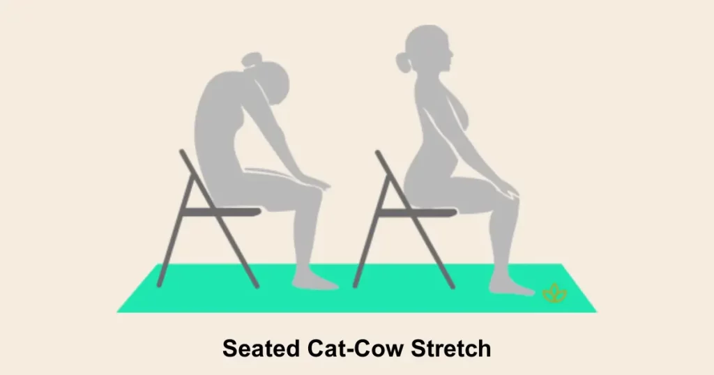 Seated Cat Cow Stretch